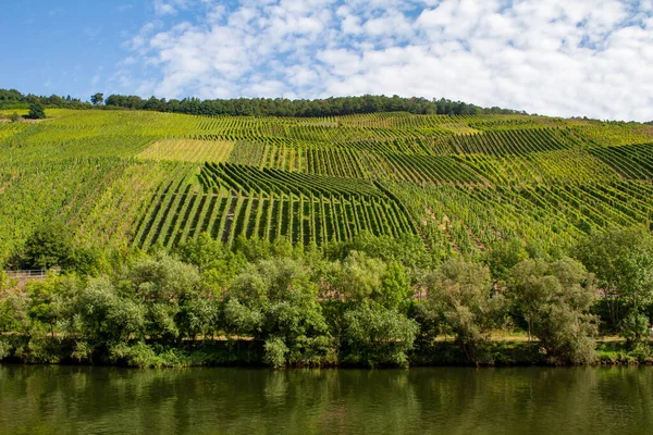 Vista Paisagem Uma Vinha Uva Branca Longo Rio Moselle Alemanha — Fotografia de Stock