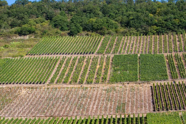 Cette Image Montre Paysage Pittoresque Vignobles Riesling Sur Une Colline — Photo