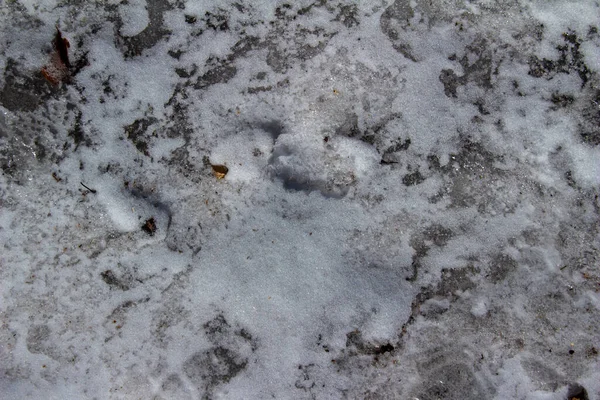 Estas Imágenes Muestran Fondo Textura Abstracta Una Nieve Congelada Dura — Foto de Stock