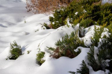 Bu resim, kışın derin karla kaplı geniş ardıç bitkilerinin soyut bir dokusunu ve kopyalanmış uzayı gösterir..