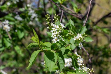 Mavi gökyüzü arkaplanlı, beyaz Kanada kırmızı kiraz ağacı çiçekleri ve tomurcukları, makro soyut çözünmüş görünümü kapatın