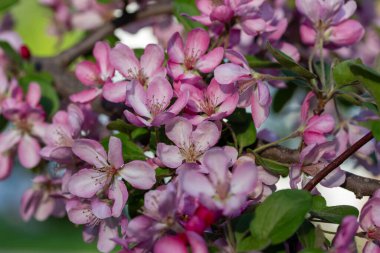 Mavi gökyüzü arka planına sahip, pembe ve beyaz yaban elması ağacı çiçekleri ve tomurcuklarının makro soyut çözünmüş görüntüsünü kapat.