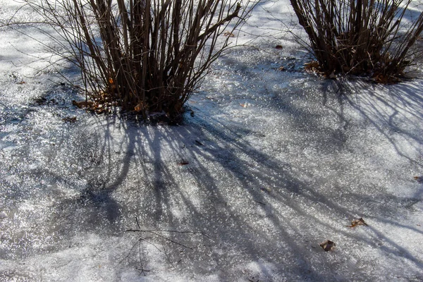凍った雪と氷に覆われた芝生のテクスチャの背景に裸のライラックブッシュ — ストック写真