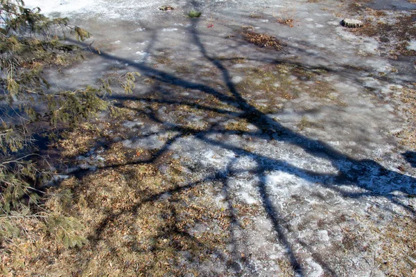 Ombres Arbres Nus Projetées Sur Une Pelouse Gelée Hiver — Photo