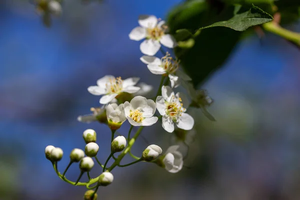 Nahaufnahme Makroabstrakt Defokussierte Ansicht Der Weißen Kanada Roten Kirschbaum Blüht — Stockfoto