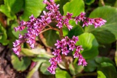 Close up defocused texture background view of beautiful pink and white bergenia flowers (bergenia cordifolia) in an outdoor ornamental garden