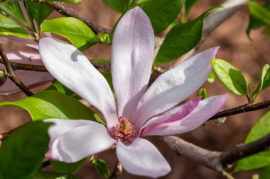 Close up texture view of a single beautiful white and pink saucer magnolia flower (magnolia soulangeana) in an outdoor garden