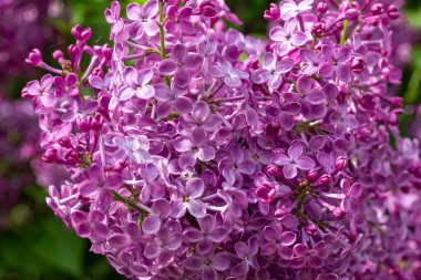 Full frame abstract texture background of beautiful purple lilac flowers in full bloom