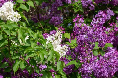 Full frame abstract texture background of beautiful white, purple and pink lilac flowers in full bloom