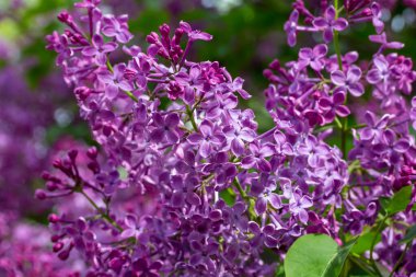 Full frame abstract texture background of beautiful purple lilac flowers in full bloom