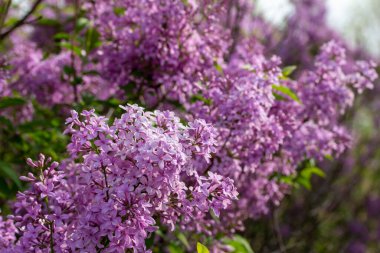 Full frame abstract texture background of beautiful purple lilac flowers in full bloom