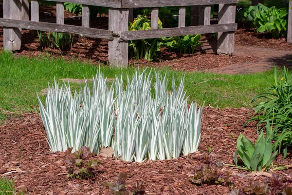 Close Foliage Texture View Variegated Dalmation Iris Plants Iris Pallida — 스톡 사진