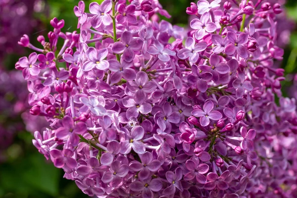 Full frame abstract texture background of beautiful purple lilac flowers in full bloom
