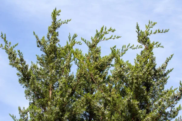 Upward View Growing Leaves Fruit Buds Eastern Red Cedar Tree — Stock Photo, Image