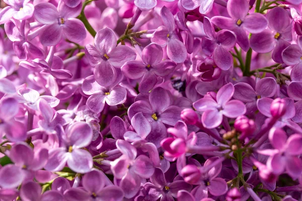Full frame abstract texture background of beautiful purple lilac flowers in full bloom