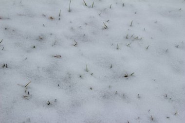 Full frame abstract texture background of melting snow on a grass lawn in springtime