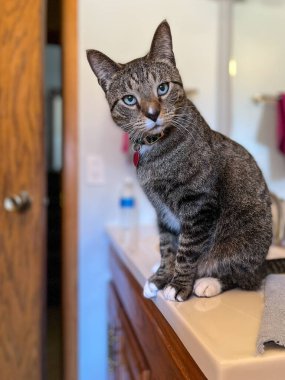 Close up indoor portrait view of a cute gray striped tabby cat with a curious expression