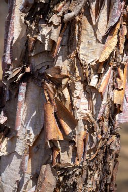 Close up abstract texture view of beautiful rough and torn bark on the trunk of a showy river birch tree