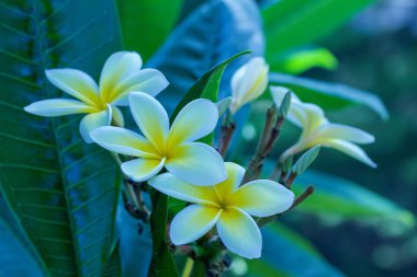 Close up texture view of beautiful white blossoms on an outdoor plumeria (frangipani) tree, with defocused background