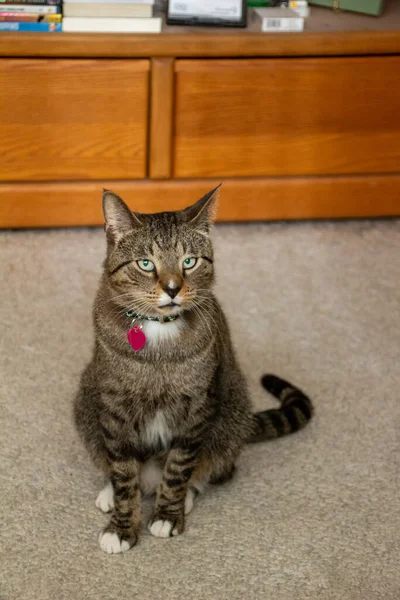 Close Indoor Portrait View Gray Stripe Tabby Cat Carpeted Room — Stock fotografie