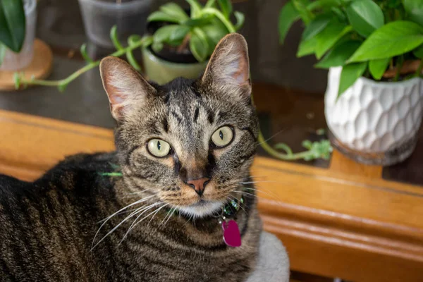 Close Indoor Portrait View Gray Stripe Tabby Cat Front Table — 图库照片