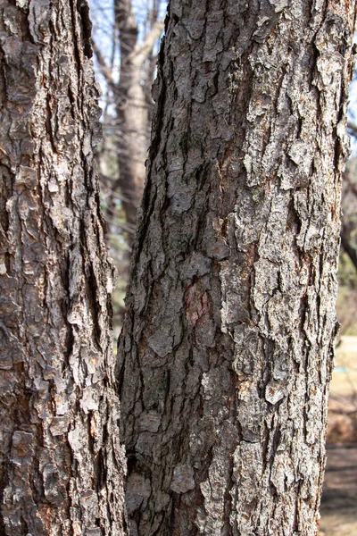 Close Abstract Texture View Beautiful Rough Torn Bark Trunk Showy — Fotografia de Stock