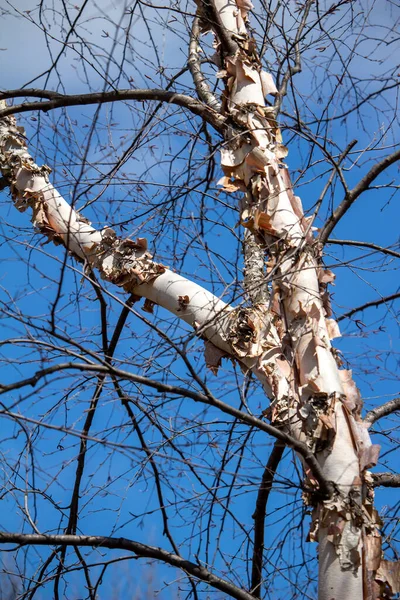 Close Abstract Texture View Beautiful Rough Torn Bark Trunk Showy —  Fotos de Stock