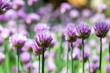 Full frame macro texture background of chives flowers (allium schoenoprasum) in full bloom in a sunny herb garden with defocused background