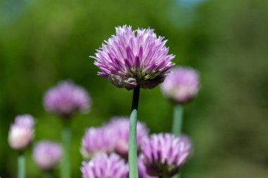 Full frame macro texture background of chives flowers (allium schoenoprasum) in full bloom in a sunny herb garden with defocused background