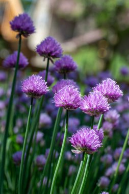 Full frame macro texture background of chives flowers (allium schoenoprasum) in full bloom in a sunny herb garden with defocused background