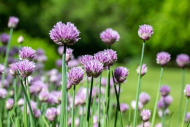 Full frame macro texture background of chives flowers (allium schoenoprasum) in full bloom in a sunny herb garden with defocused background