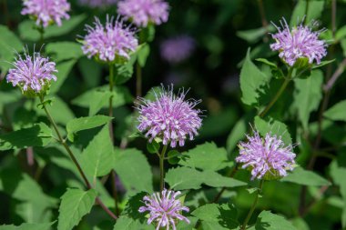 Full frame macro texture background view of purple monarda fistulosa (bee balm) flower blossoms in an outdoor butterfly garden. Also called wild bergamot.