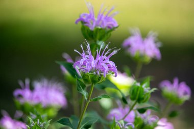 Full frame macro texture background view of purple monarda fistulosa (bee balm) flower blossoms in an outdoor butterfly garden. Also called wild bergamot.