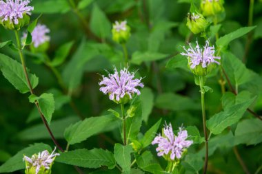 Full frame macro texture background view of purple monarda fistulosa (bee balm) flower blossoms in an outdoor butterfly garden. Also called wild bergamot.