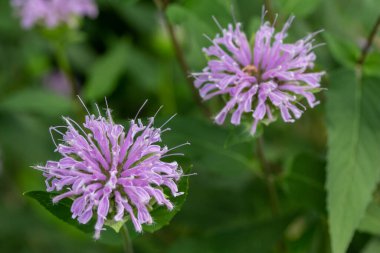 Full frame macro texture background view of purple monarda fistulosa (bee balm) flower blossoms in an outdoor butterfly garden. Also called wild bergamot.