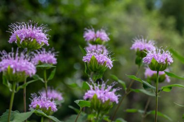 Full frame macro texture background view of purple monarda fistulosa (bee balm) flower blossoms in an outdoor butterfly garden. Also called wild bergamot.
