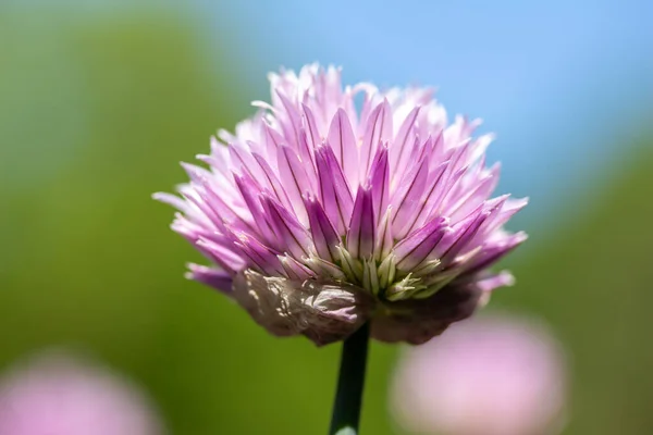 Full frame macro texture view of a single chives flower (allium schoenoprasum) in full bloom in a sunny herb garden with defocused background