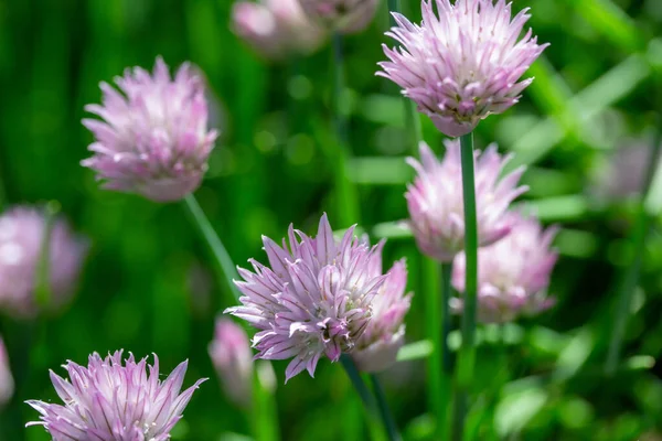 Full frame macro texture background of chives flowers (allium schoenoprasum) in full bloom in a sunny herb garden with defocused background