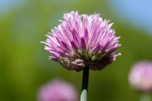 Full frame macro texture view of a single chives flower (allium schoenoprasum) in full bloom in a sunny herb garden with defocused background