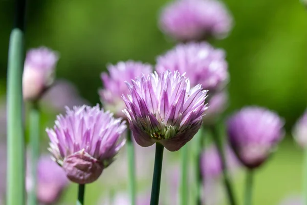 Full frame macro texture background of chives flowers (allium schoenoprasum) in full bloom in a sunny herb garden with defocused background