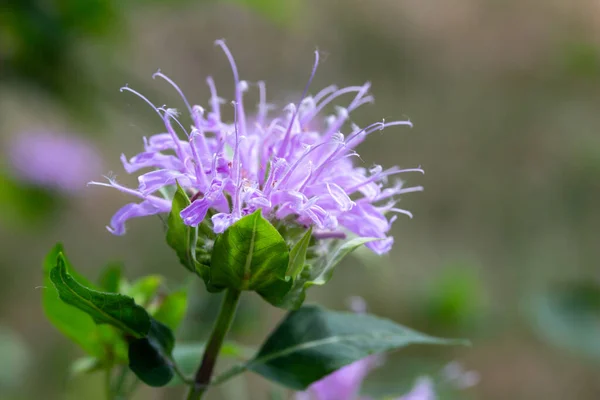 Full Frame Macro Texture Background View Single Purple Monarda Fistulosa — Fotografia de Stock