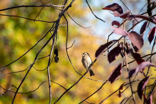 Close View Sparrow Songbird Sitting Branch Rustic Canada Cherry Tree — Fotografia de Stock