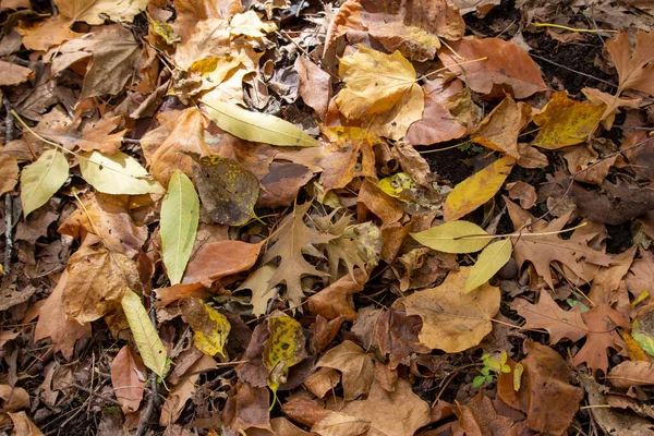 Close up forest floor texture background of rustic color dry fallen autumn leaves of various types of deciduous trees
