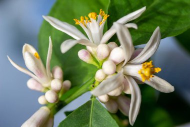 Macro abstract texture view of fragrant white flower blossoms and buds on an indoor Meyer lemon tree
