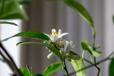 Macro abstract texture view of fragrant white flower blossoms and buds on an indoor Meyer lemon tree
