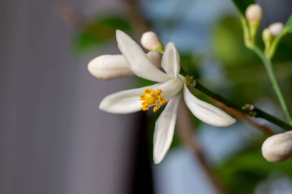 Macro Abstract Texture View Fragrant White Flower Blossoms Buds Indoor — Stock Photo, Image