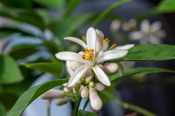 Macro Abstract Texture View Fragrant White Flower Blossoms Buds Indoor — Stock Photo, Image