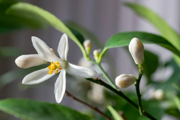 Macro Abstract Texture View Fragrant White Flower Blossoms Buds Indoor — Stock Photo, Image