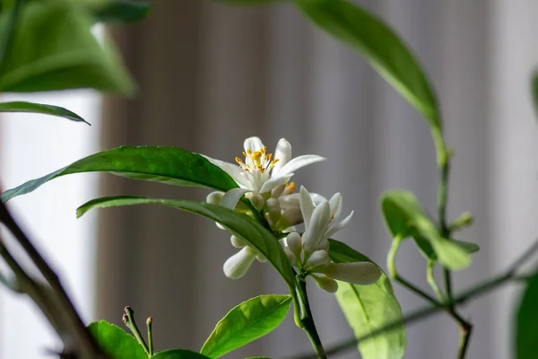 Macro Abstract Texture View Fragrant White Flower Blossoms Buds Indoor — Stock Photo, Image