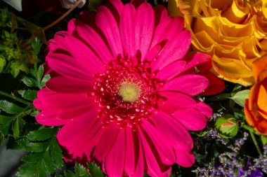 Full frame macro texture view of a single deep pink color gerbera daisy in an indoor florists bouquet arrangement